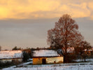 tree beside house