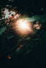 green leaves with sun rays