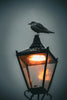 a seagull sitting on top of a street light