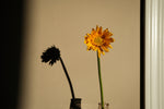 a single yellow flower in a glass vase