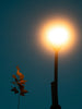 Streetlight illuminates autumn leaves against dark sky
