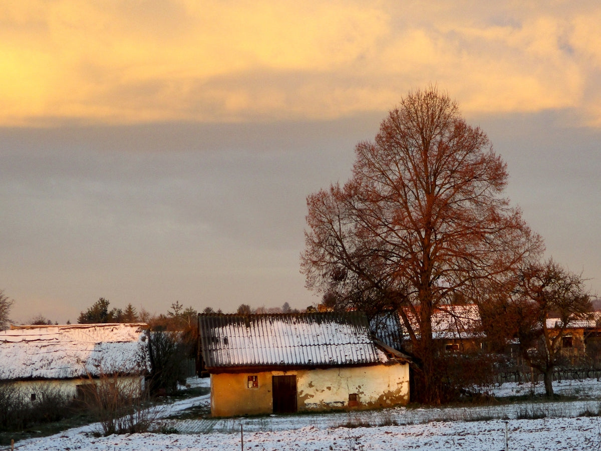 tree beside house