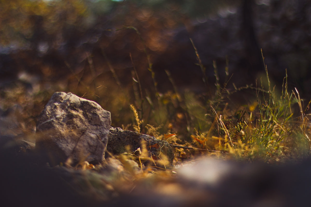 gray rock on green grass during daytime