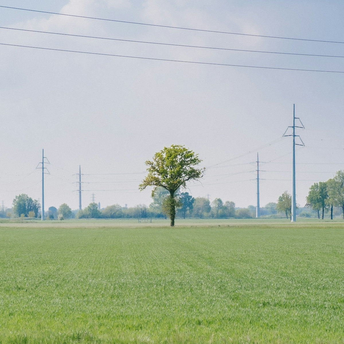 green tree on green grass field under white sky during daytime