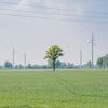 green tree on green grass field under white sky during daytime