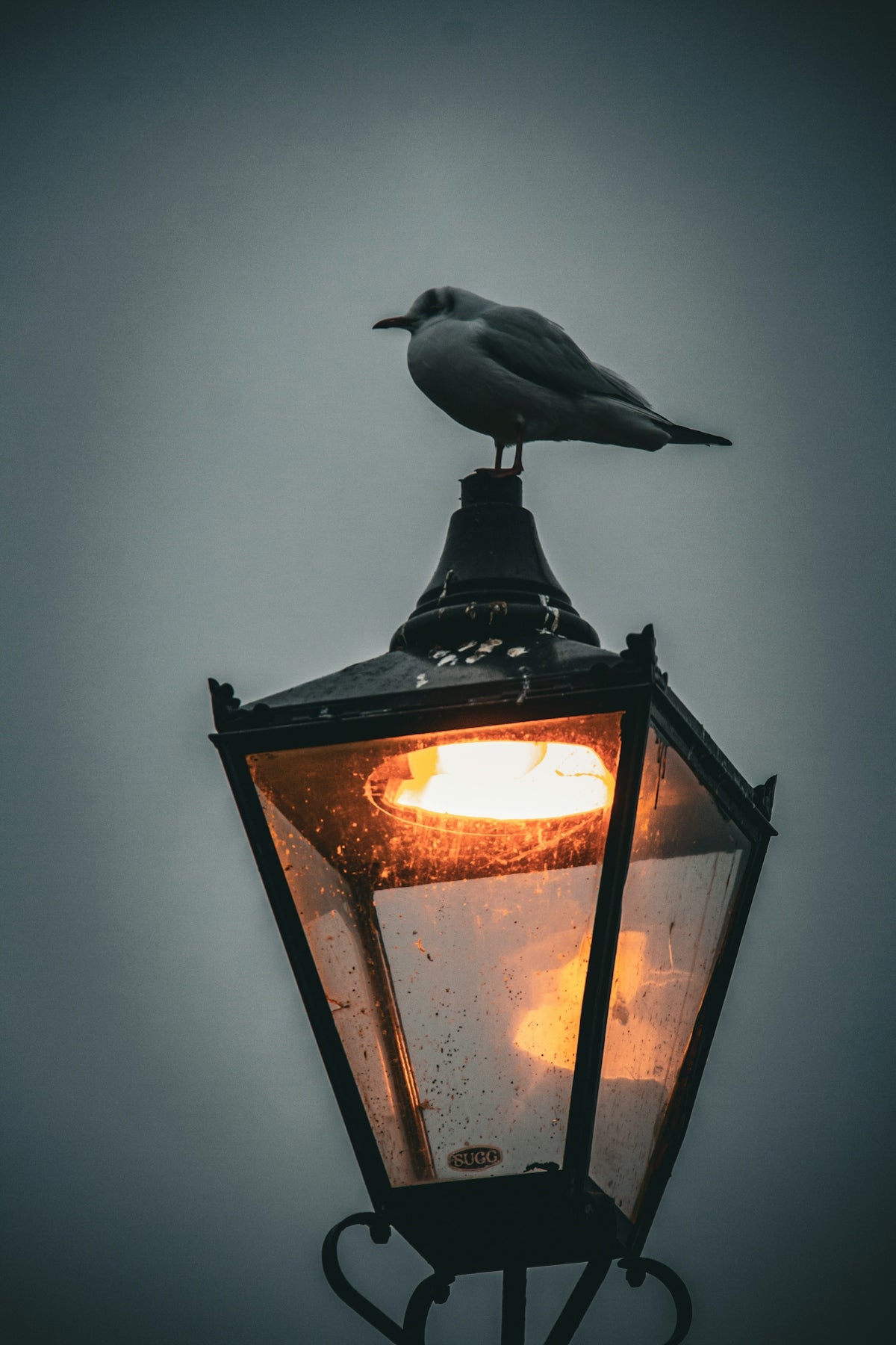 a seagull sitting on top of a street light