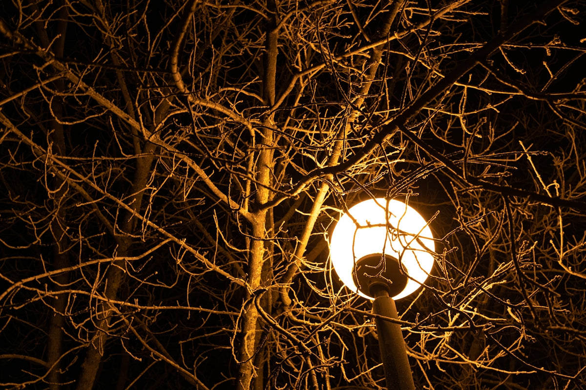 a street light surrounded by bare trees at night