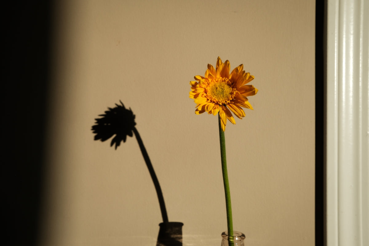 a single yellow flower in a glass vase