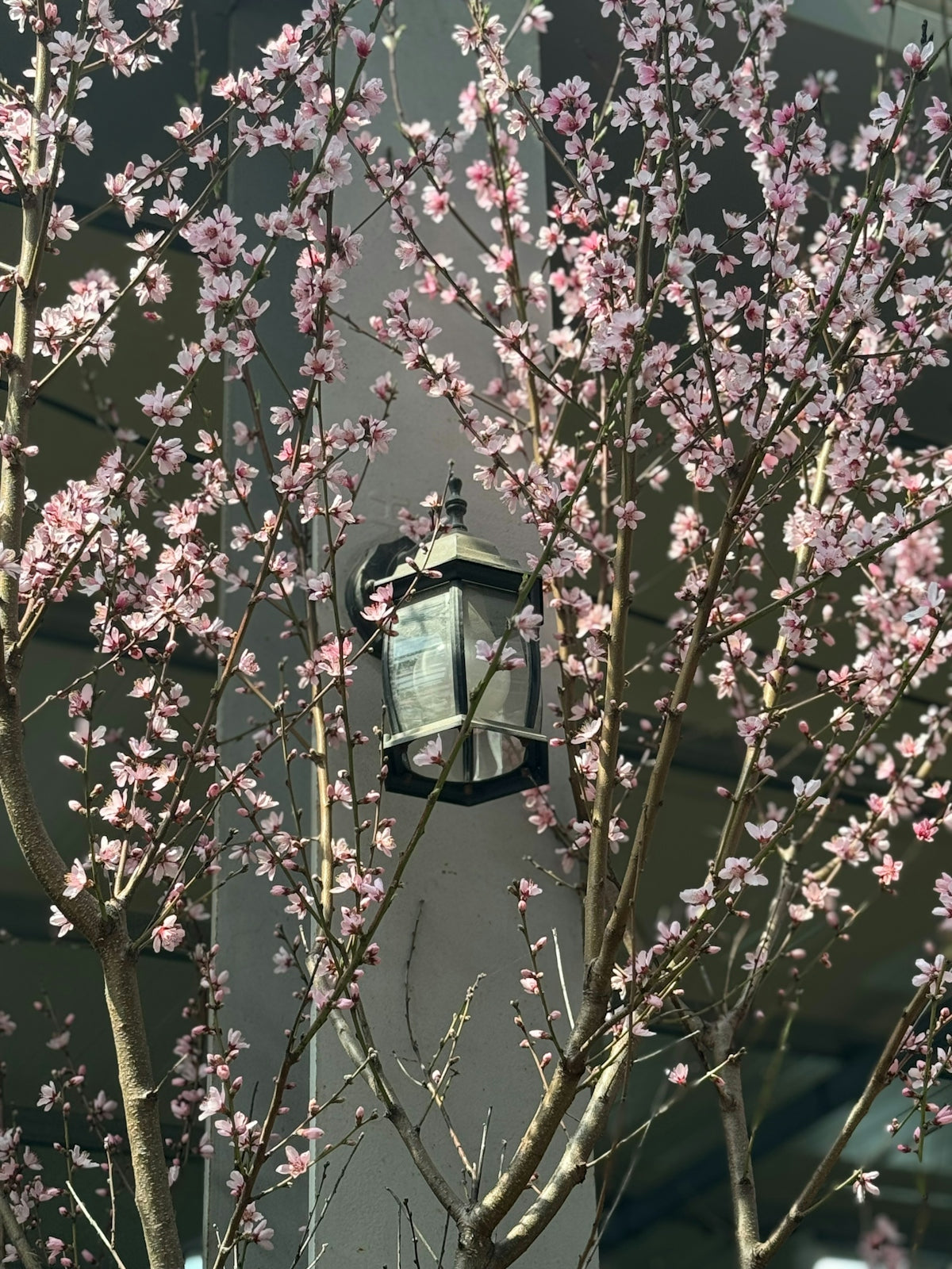 a street light sitting next to a tree with pink flowers