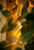a plant is shown in front of a mirror