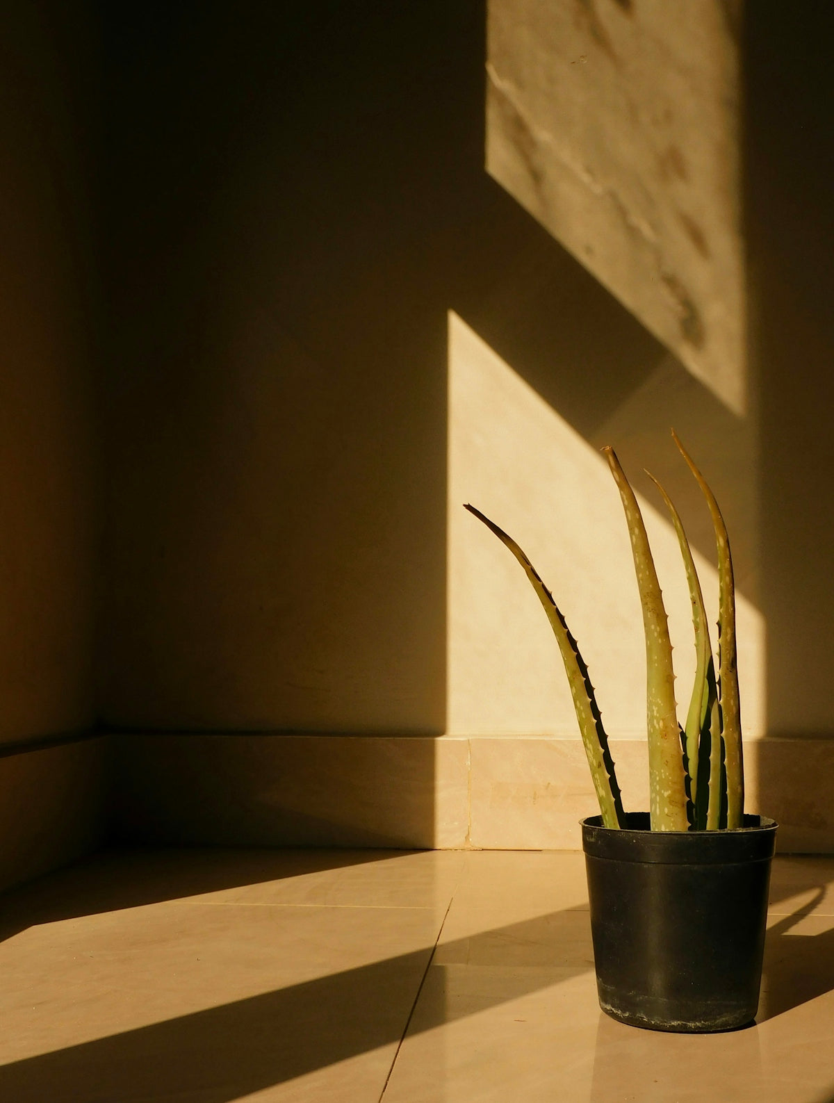 A potted plant sitting on top of a tiled floor