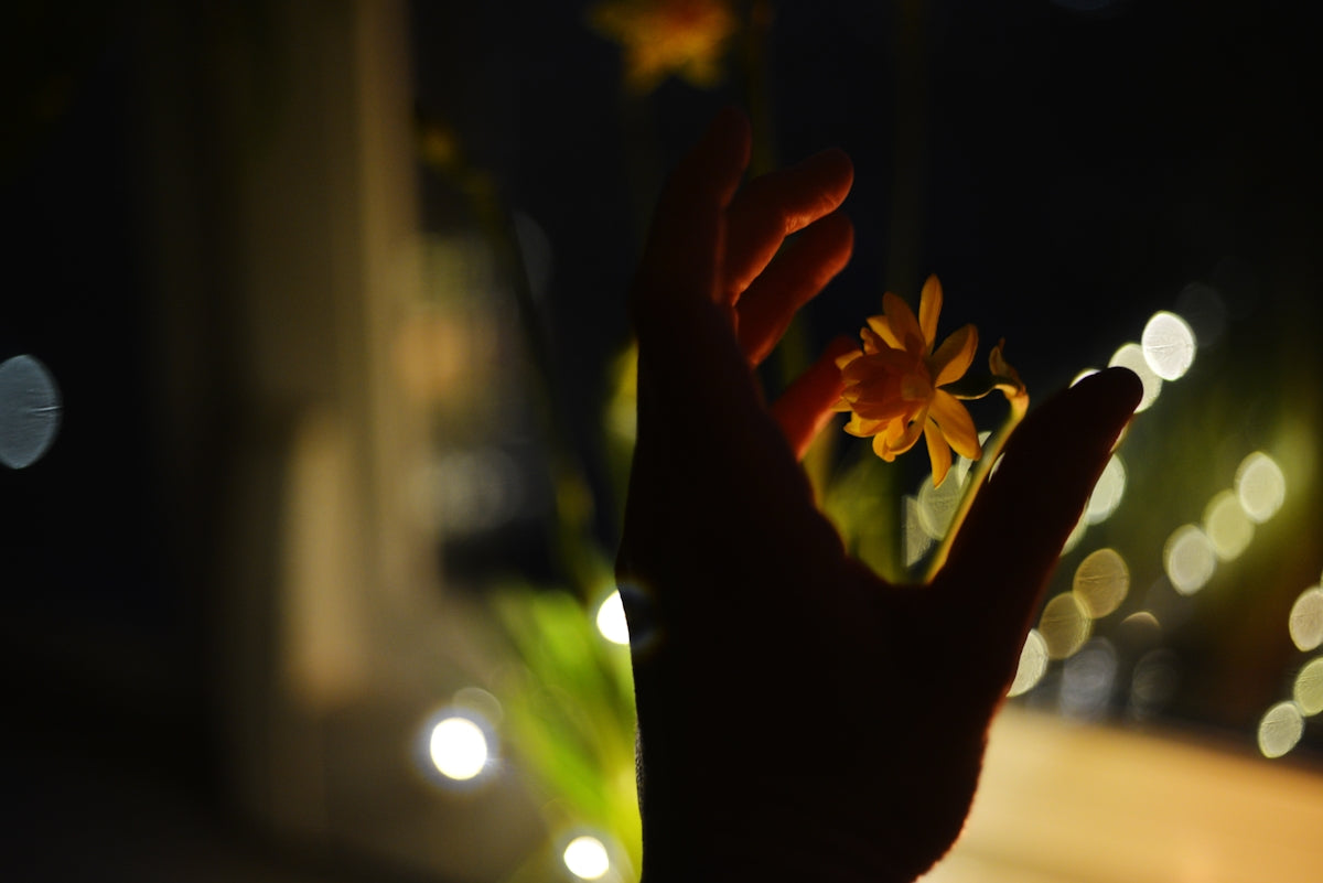 A hand holding a flower in front of a window
