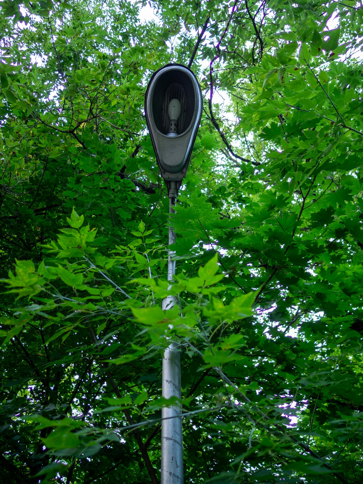 Streetlight surrounded by lush green trees and leaves.