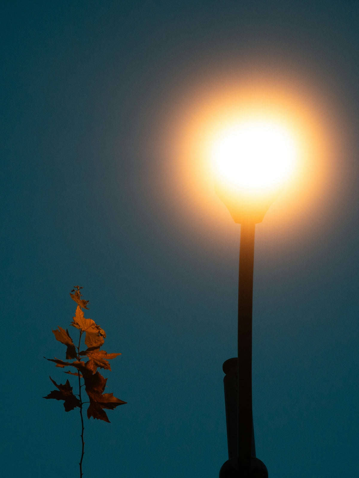 Streetlight illuminates autumn leaves against dark sky