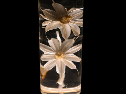 Daisy Eternal Flower Acrylic Table Lamp - Color-Changing LED, USB Rechargeable, Touch Control